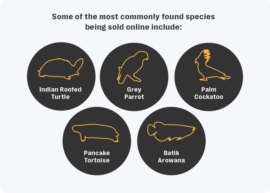 Resolver investigates: platform challenges in tackling illegal wildlife trafficking 5 Infographic listing five animal species commonly found for sale online in illegal wildlife trafficking: indian roofed turtle, grey parrot, palm cockatoo, pancake tortoise, and batik arowana. Each species is represented with a simple orange outline illustration on a black circular background.
