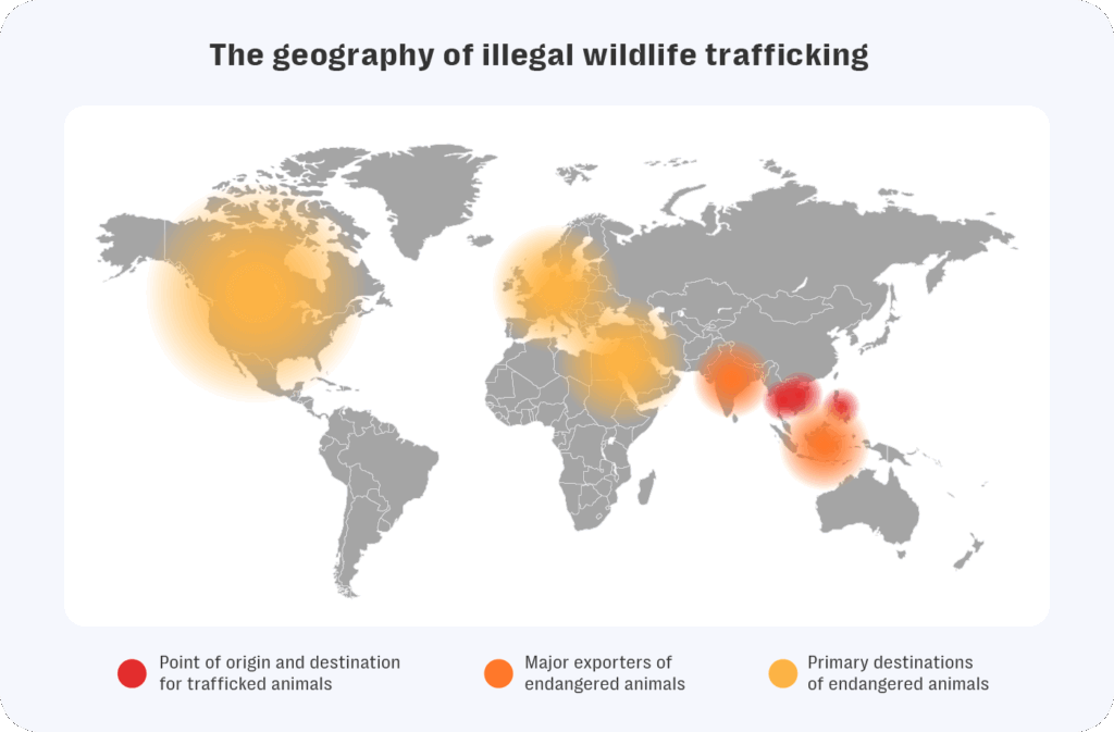Resolver investigates: platform challenges in tackling illegal wildlife trafficking 3 Resolver map showing the global geography of illegal wildlife trafficking. Red regions—such as indonesia, vietnam, and parts of thailand—indicate points of origin and destination for trafficked animals. Orange zones in india, myanmar, and parts of africa highlight major exporters of endangered species. Yellow areas in north america, europe, and east asia show primary destinations. This visualization illustrates the worldwide flow of wildlife trafficking routes.